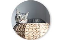 Servicio Ayudoatugato Catsitting En Zaragoza