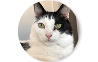 Servicio Ayudoatugato Nutricion Felina