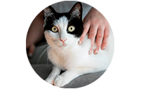 Plan Orientacion Eudcacion Felina Ayudoatugato