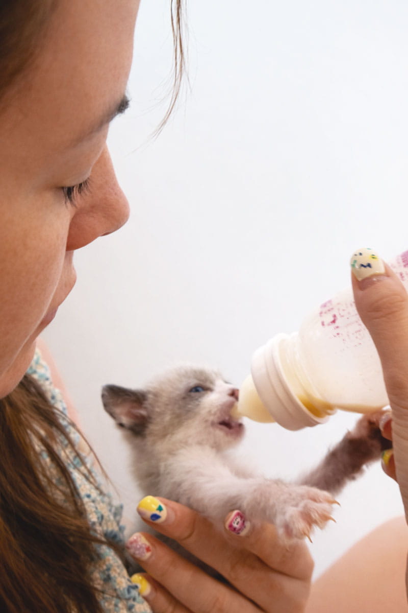 Que Es El Servicio Catsitter Ayudoatugato Zaragoza