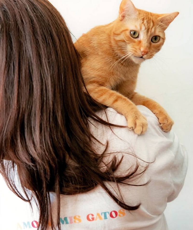 Solicitud De Servicio De Catsitting En Zaragoza